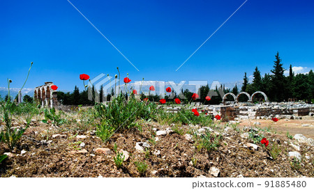 poppy flowers at Ruins of ancient city Anjar, Bekaa valley Lebanon poppy flowers at Ruins of ancient city Anjar, Bekaa valley Lebanon 91885480