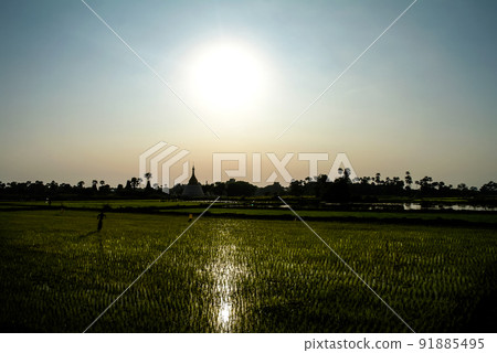 Agriculture sunset rice fields view to pagoda in Inwa, Amarapura, Myanmar Agriculture sunset rice fields view to pagoda in Inwa, Amarapura, Myanmar 91885495