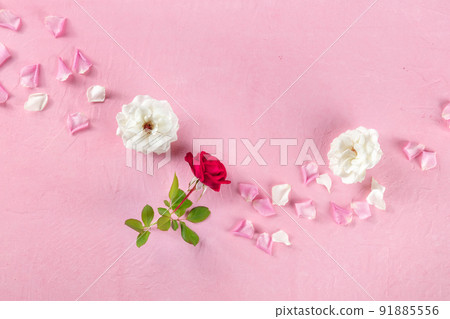 Flower background with a red rose and petals, shot from above on pink Flower background with a red rose and petals, shot from above on pink 91885556