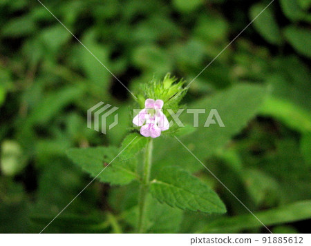 小粉紅色的花朵 91885612