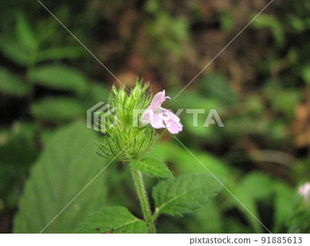 小粉紅色的花朵 91885613