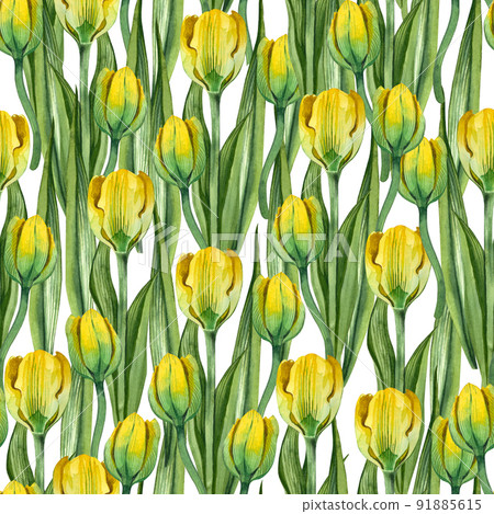 Seamless pattern of yellow watercolor tulips hand-painted in watercolor on a white background. Seamless pattern of yellow watercolor tulips hand-painted in watercolor on a white background. 91885615