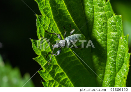 Phyllobius argentatus is a species of short nosed weevil commonly known as the silver green leaf weevil Phyllobius argentatus is a species of short nosed weevil commonly known as the silver green leaf weevil 91886160