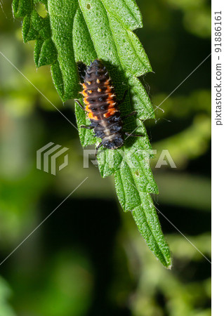 Ladybug insect larva or pupa Coccinellidae closeup. Pupal stage feeding on green vegetation closeup Ladybug insect larva or pupa Coccinellidae closeup. Pupal stage feeding on green vegetation closeup 91886161