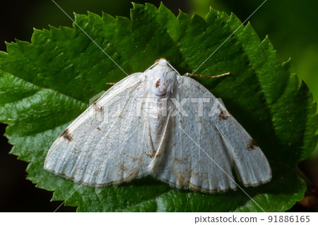 Lomographa temerata, the clouded silver, is a moth of the family Geometridae. Clouded silver moth, Lomographa temerata, from above 91886165
