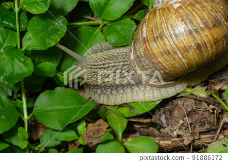 Helix pomatia also Roman snail, Burgundy snail, edible snail or escargot, is a species of large, edible, air-breathing land snail, a terrestrial pulmonate gastropod mollusk in the family Helicidae 91886172