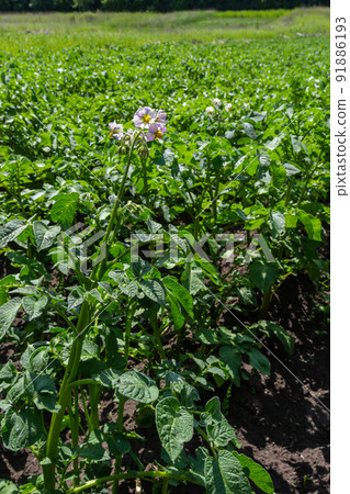 Young flowering potato bushes on a green field, farm, organic farming concept 91886193