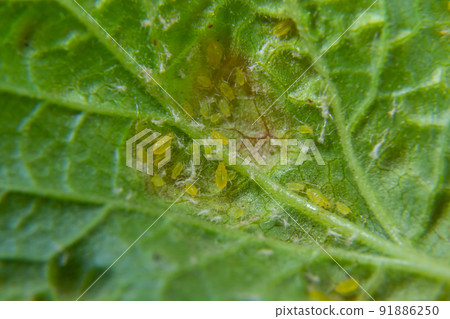 Branch of fruit tree with wrinkled leaves affected by black aphid. Cherry aphids, black fly on cherry tree, severe damage from garden pests 91886250