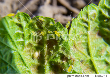 Aphids curled foliage, close up Leaf curled on cherry tree, Prunus sp, caused by Black cherry aphid, black cherry aphid attack under side of leaves 91886251