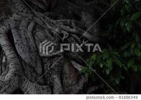 The appearance of a large tree full of vitality showing a powerful expression The appearance of a large tree full of vitality showing a powerful expression 91886349