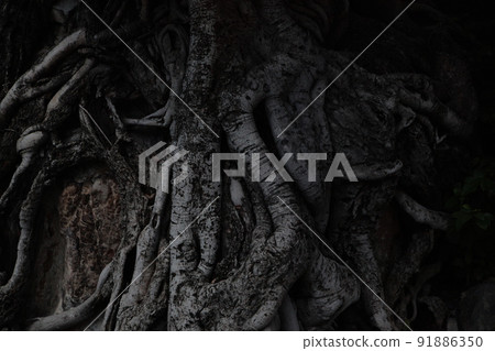 The appearance of a large tree full of vitality showing a powerful expression The appearance of a large tree full of vitality showing a powerful expression 91886350