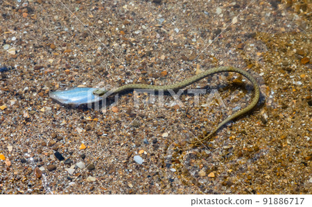 Natrix tessellata water snake on the beach Natrix tessellata water snake on the beach 91886717