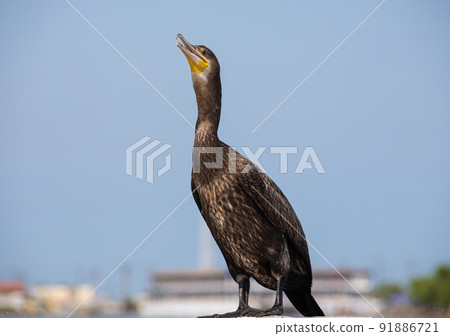 great cormorants resting on old rusty pier by the sea great cormorants resting on old rusty pier by the sea 91886721
