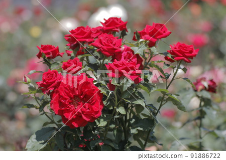 荒尾市少女公民花壇玫瑰花， 91886722