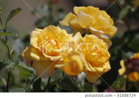 荒尾市少女公民花壇玫瑰花， 91886724