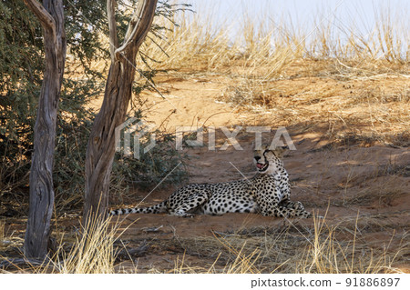 Cheetah in Kgalagadi transfrontier park, South Africa 91886897