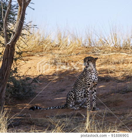 Cheetah in Kgalagadi transfrontier park, South Africa Cheetah in Kgalagadi transfrontier park, South Africa 91886901