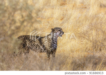 Cheetah in Kgalagadi transfrontier park, South Africa Cheetah in Kgalagadi transfrontier park, South Africa 91886913