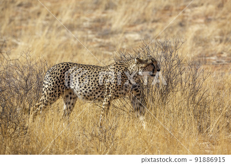 Cheetah in Kgalagadi transfrontier park, South Africa Cheetah in Kgalagadi transfrontier park, South Africa 91886915