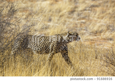 Cheetah in Kgalagadi transfrontier park, South Africa Cheetah in Kgalagadi transfrontier park, South Africa 91886916