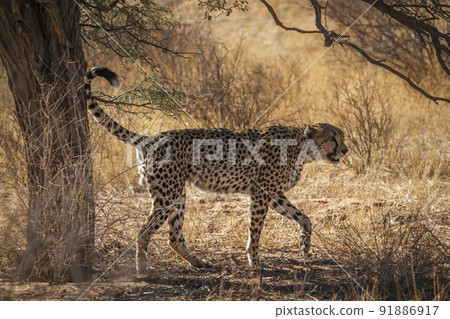 Cheetah in Kgalagadi transfrontier park, South Africa Cheetah in Kgalagadi transfrontier park, South Africa 91886917