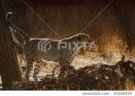 in Kgalagadi transfrontier park, South Africa 91886939
