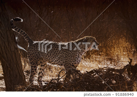 in Kgalagadi transfrontier park, South Africa 91886940