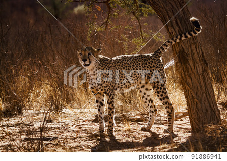 in Kgalagadi transfrontier park, South Africa 91886941