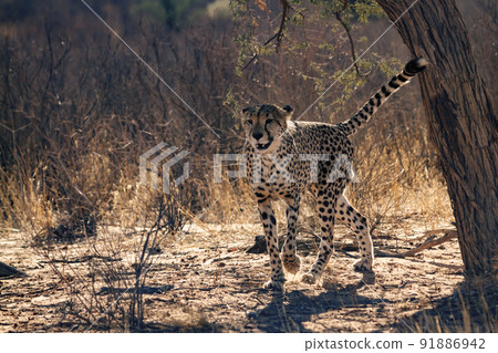 in Kgalagadi transfrontier park, South Africa in Kgalagadi transfrontier park, South Africa 91886942