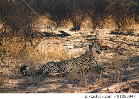 Cheetah in Kgalagadi transfrontier park, South Africa 91886947