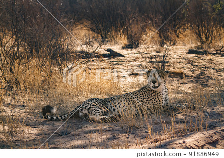 Cheetah in Kgalagadi transfrontier park, South Africa 91886949