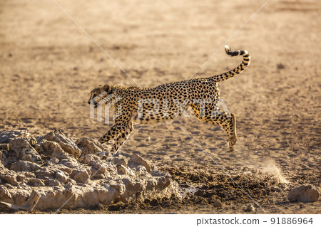 Cheetah in Kgalagadi transfrontier park, South Africa 91886964