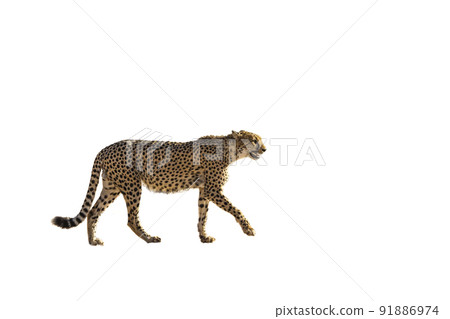 Cheetah in Kgalagadi transfrontier park, South Africa Cheetah in Kgalagadi transfrontier park, South Africa 91886974