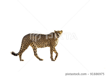 Cheetah in Kgalagadi transfrontier park, South Africa 91886975