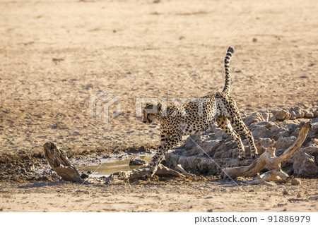 Cheetah in Kgalagadi transfrontier park, South Africa 91886979