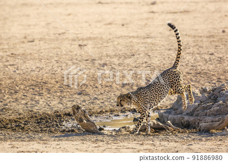 Cheetah in Kgalagadi transfrontier park, South Africa Cheetah in Kgalagadi transfrontier park, South Africa 91886980