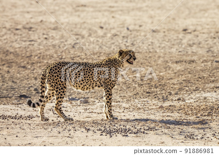 Cheetah in Kgalagadi transfrontier park, South Africa 91886981