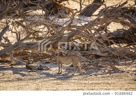 Cheetah in Kgalagadi transfrontier park, South Africa Cheetah in Kgalagadi transfrontier park, South Africa 91886982