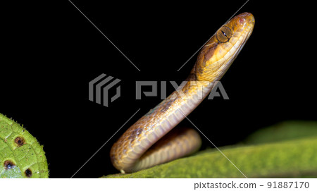 Mapepire Corde Violon, Corcovado National Park, Costa Rica 91887170
