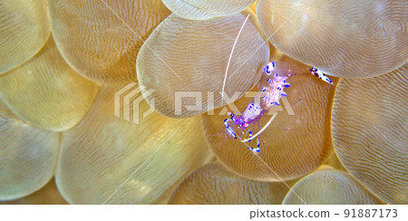 Sarasvati Anemone Shrimp, Lembeh, Indonesia 91887173