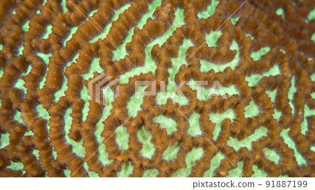 Hard Coral, Bunaken National Marine Park, Indonesia Hard Coral, Bunaken National Marine Park, Indonesia 91887199