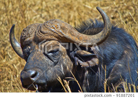 Buffalo, Rhino and Lion Nature Reserve, South Africa 91887201
