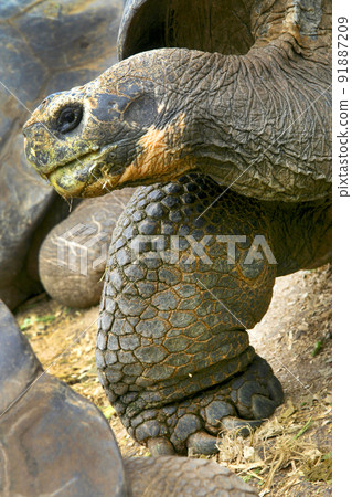 Galapagos Giant Tortoise, Galapagos National Park, Ecuador Galapagos Giant Tortoise, Galapagos National Park, Ecuador 91887209