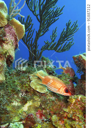 Reef Fish, Isla de la Juventud, Cuba 91887212