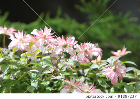 鐵線蓮蒙大拿 Majorie 花 鐵線蓮蒙大拿 Majorie 花 91887237
