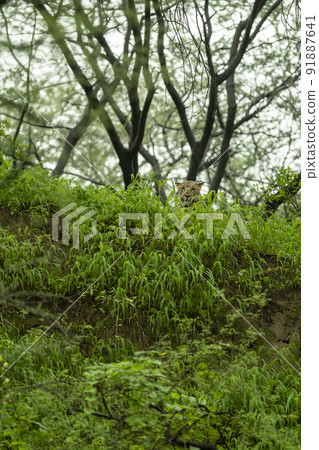 indian wild male leopard or panther camouflage face with eye contact in rainy monsoon season in natural green background during wildlife safari at forest of central india asia - panthera pardus fusca 91887641