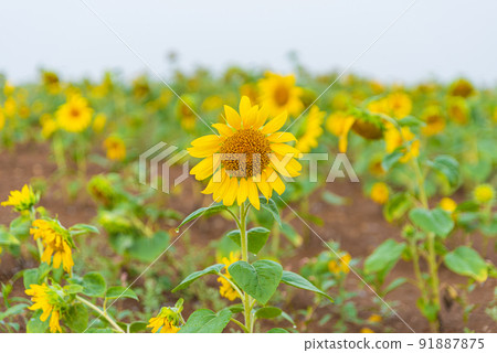 Nayoro向日葵 Nayoro向日葵 91887875