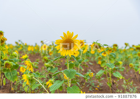 Sunflower of Nayoro 91887876
