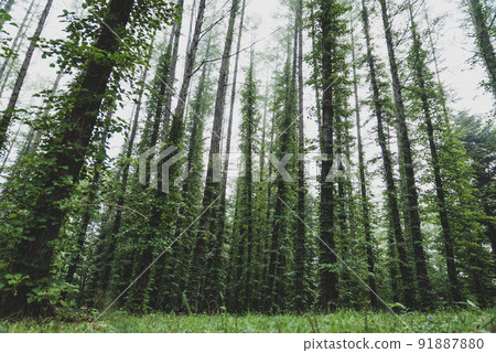 Nayoro trees Nayoro trees 91887880