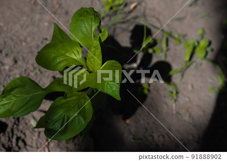 Young sprout of bell pepper in the ground in the garden Young sprout of bell pepper in the ground in the garden 91888902